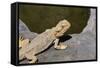 Australia, Alice Springs. Bearded Dragon by Small Pool of Water-Cindy Miller Hopkins-Framed Stretched Canvas