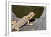 Australia, Alice Springs. Bearded Dragon by Small Pool of Water-Cindy Miller Hopkins-Framed Photographic Print