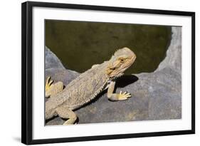 Australia, Alice Springs. Bearded Dragon by Small Pool of Water-Cindy Miller Hopkins-Framed Photographic Print