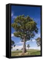 Australia, Barossa Valley, Mount Pleasant, Gum Trees-Walter Bibikow-Framed Stretched Canvas