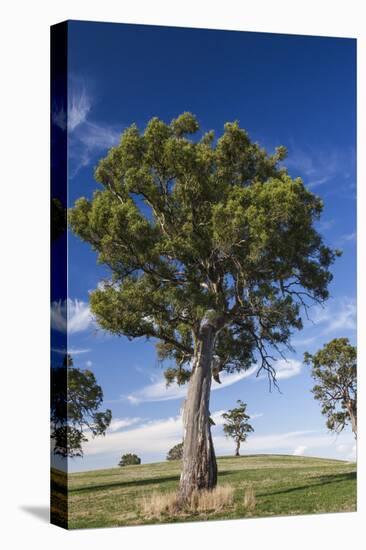 Australia, Barossa Valley, Mount Pleasant, Gum Trees-Walter Bibikow-Stretched Canvas