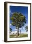 Australia, Barossa Valley, Mount Pleasant, Gum Trees-Walter Bibikow-Framed Photographic Print