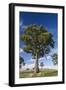 Australia, Barossa Valley, Mount Pleasant, Gum Trees-Walter Bibikow-Framed Photographic Print