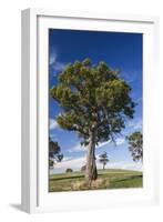 Australia, Barossa Valley, Mount Pleasant, Gum Trees-Walter Bibikow-Framed Photographic Print