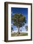 Australia, Barossa Valley, Mount Pleasant, Gum Trees-Walter Bibikow-Framed Photographic Print