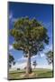 Australia, Barossa Valley, Mount Pleasant, Gum Trees-Walter Bibikow-Mounted Photographic Print