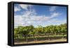 Australia, Barossa Valley, Rowland Flat, Jacobs Creek Winery, Vineyard-Walter Bibikow-Framed Stretched Canvas