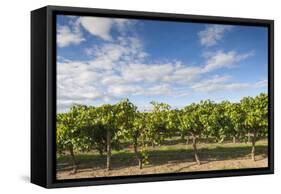 Australia, Barossa Valley, Rowland Flat, Jacobs Creek Winery, Vineyard-Walter Bibikow-Framed Stretched Canvas