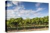 Australia, Barossa Valley, Rowland Flat, Jacobs Creek Winery, Vineyard-Walter Bibikow-Stretched Canvas