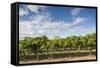 Australia, Barossa Valley, Rowland Flat, Jacobs Creek Winery, Vineyard-Walter Bibikow-Framed Stretched Canvas