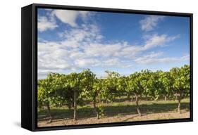 Australia, Barossa Valley, Rowland Flat, Jacobs Creek Winery, Vineyard-Walter Bibikow-Framed Stretched Canvas