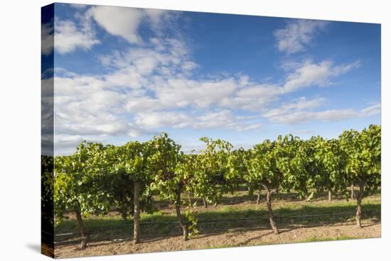 Australia, Barossa Valley, Rowland Flat, Jacobs Creek Winery, Vineyard-Walter Bibikow-Stretched Canvas