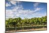 Australia, Barossa Valley, Rowland Flat, Jacobs Creek Winery, Vineyard-Walter Bibikow-Mounted Photographic Print