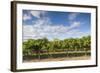 Australia, Barossa Valley, Rowland Flat, Jacobs Creek Winery, Vineyard-Walter Bibikow-Framed Photographic Print