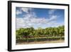 Australia, Barossa Valley, Rowland Flat, Jacobs Creek Winery, Vineyard-Walter Bibikow-Framed Photographic Print