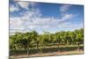 Australia, Barossa Valley, Rowland Flat, Jacobs Creek Winery, Vineyard-Walter Bibikow-Mounted Photographic Print