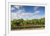 Australia, Barossa Valley, Rowland Flat, Jacobs Creek Winery, Vineyard-Walter Bibikow-Framed Photographic Print