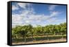 Australia, Barossa Valley, Rowland Flat, Jacobs Creek Winery, Vineyard-Walter Bibikow-Framed Stretched Canvas