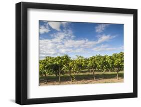 Australia, Barossa Valley, Rowland Flat, Jacobs Creek Winery, Vineyard-Walter Bibikow-Framed Photographic Print