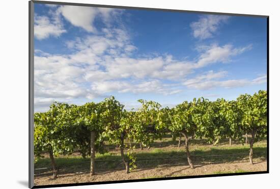 Australia, Barossa Valley, Rowland Flat, Jacobs Creek Winery, Vineyard-Walter Bibikow-Mounted Photographic Print