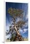 Australia, Barossa Valley, Springton, the Herbig Tree-Walter Bibikow-Framed Photographic Print