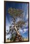 Australia, Barossa Valley, Springton, the Herbig Tree-Walter Bibikow-Framed Photographic Print