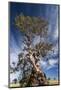 Australia, Barossa Valley, Springton, the Herbig Tree-Walter Bibikow-Mounted Photographic Print
