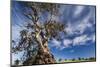 Australia, Barossa Valley, Springton, the Herbig Tree-Walter Bibikow-Mounted Photographic Print