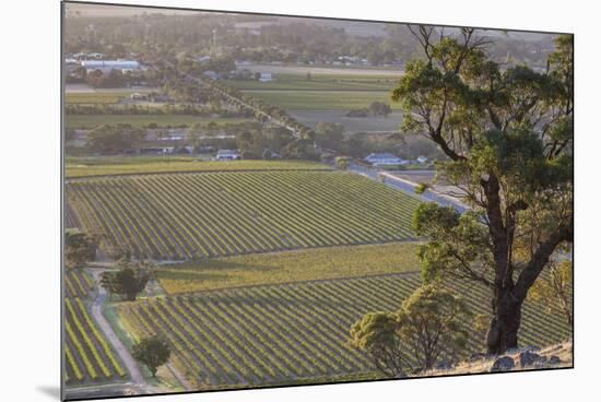 Australia, Barossa Valley, Tanunda, Vineyard View from Menglers Hill-Walter Bibikow-Mounted Photographic Print