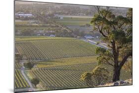 Australia, Barossa Valley, Tanunda, Vineyard View from Menglers Hill-Walter Bibikow-Mounted Photographic Print