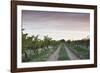 Australia, Barossa Valley, Tanunda, Vineyards, Dawn-Walter Bibikow-Framed Photographic Print