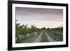 Australia, Barossa Valley, Tanunda, Vineyards, Dawn-Walter Bibikow-Framed Photographic Print