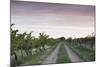 Australia, Barossa Valley, Tanunda, Vineyards, Dawn-Walter Bibikow-Mounted Photographic Print