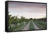 Australia, Barossa Valley, Tanunda, Vineyards, Dawn-Walter Bibikow-Framed Stretched Canvas