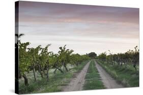 Australia, Barossa Valley, Tanunda, Vineyards, Dawn-Walter Bibikow-Stretched Canvas