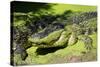 Australia, Broome. Malcolm Douglas Crocodile Park. American Alligator-Cindy Miller Hopkins-Stretched Canvas