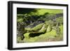 Australia, Broome. Malcolm Douglas Crocodile Park. American Alligator-Cindy Miller Hopkins-Framed Photographic Print