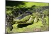 Australia, Broome. Malcolm Douglas Crocodile Park. American Alligator-Cindy Miller Hopkins-Mounted Photographic Print