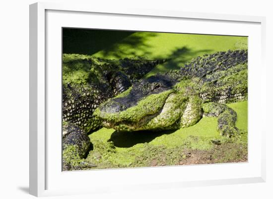 Australia, Broome. Malcolm Douglas Crocodile Park. American Alligator-Cindy Miller Hopkins-Framed Photographic Print