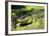 Australia, Broome. Malcolm Douglas Crocodile Park. American Alligator-Cindy Miller Hopkins-Framed Photographic Print