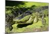 Australia, Broome. Malcolm Douglas Crocodile Park. American Alligator-Cindy Miller Hopkins-Mounted Photographic Print