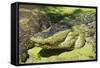 Australia, Broome. Malcolm Douglas Crocodile Park. American Alligator-Cindy Miller Hopkins-Framed Stretched Canvas