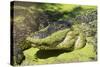 Australia, Broome. Malcolm Douglas Crocodile Park. American Alligator-Cindy Miller Hopkins-Stretched Canvas