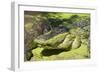 Australia, Broome. Malcolm Douglas Crocodile Park. American Alligator-Cindy Miller Hopkins-Framed Photographic Print