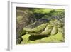 Australia, Broome. Malcolm Douglas Crocodile Park. American Alligator-Cindy Miller Hopkins-Framed Photographic Print