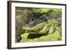 Australia, Broome. Malcolm Douglas Crocodile Park. American Alligator-Cindy Miller Hopkins-Framed Photographic Print