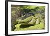 Australia, Broome. Malcolm Douglas Crocodile Park. American Alligator-Cindy Miller Hopkins-Framed Photographic Print