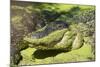 Australia, Broome. Malcolm Douglas Crocodile Park. American Alligator-Cindy Miller Hopkins-Mounted Photographic Print