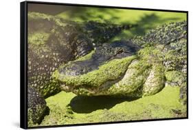 Australia, Broome. Malcolm Douglas Crocodile Park. American Alligator-Cindy Miller Hopkins-Framed Stretched Canvas