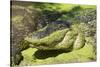 Australia, Broome. Malcolm Douglas Crocodile Park. American Alligator-Cindy Miller Hopkins-Stretched Canvas